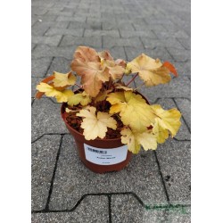 Heuchera 'Amber Waves'