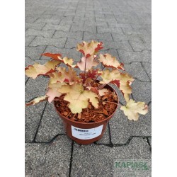 Heuchera 'Marmalade' PBR