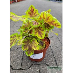 Heucherella x 'Solar Eclipse'
