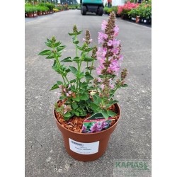 Agastache POQUITO LAVENDER 'TNAGAPL' PBR