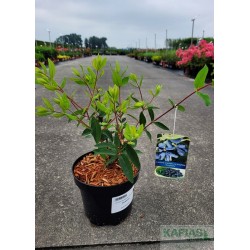 Lonicera caerulea var. kamtschatica 'Sinoglaska'