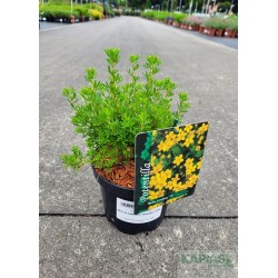 Potentilla fruticosa BELLA LINDSEY 'Hendlin' PBR