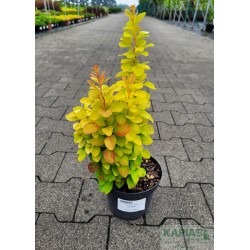 Berberis thunbergii 'Sunbeam'
