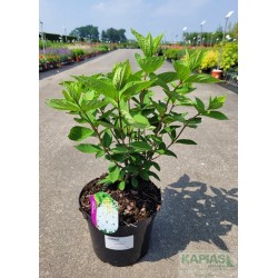 Hydrangea paniculata 'Grandiflora'