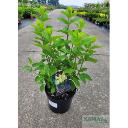 Hydrangea paniculata 'Limelight' PBR