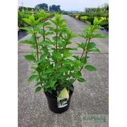 Hydrangea paniculata 'Polar Bear' PBR