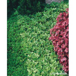 Pachysandra terminalis 'Green Carpet'