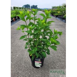 Hydrangea paniculata LITTLE LIME 'Jane' PBR ®