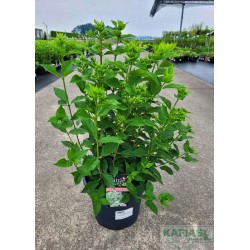 Hydrangea paniculata LITTLE LIME 'Jane' PBR ®