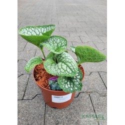 Brunnera macrophylla 'Sea Heart'