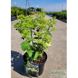Hydrangea paniculata 'Little Alf'