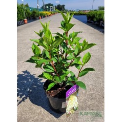 Hydrangea paniculata DIAMANTINO 'Ren101'