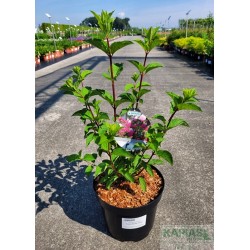 Hydrangea paniculata FRAISE MELBA 'Renba'