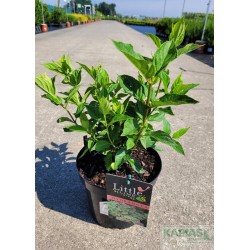 Hydrangea paniculata LITTLE LIME 'Jane' PBR ®