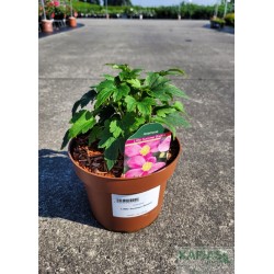 Anemone hupehensis LITTLE SUMMER BREEZE 'Anem081'