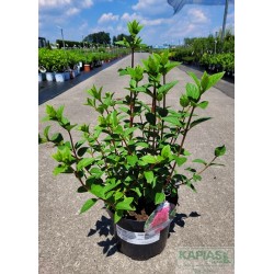 Hydrangea paniculata SUNDAE FRAISE 'Rensun' PBR