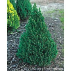 Picea glauca 'Rainbow`s End'