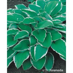 Hosta 'Francee'