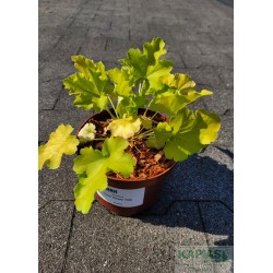 Heuchera 'Lime Rickey' PBR