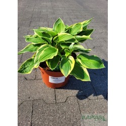 Hosta 'Austin Dickinson'