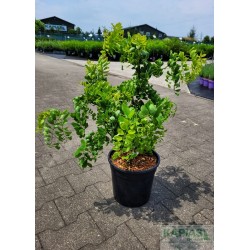 Robinia pseudoacacia TWISTY BABY 'Lace Lady'