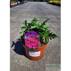 Dahlia 'Gallery Renoir' PBR