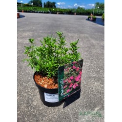 Potentilla fruticosa BELLISSIMA 'Hachliss' PBR