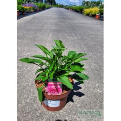 Echinacea purpurea 'Butterfly Kisses' PBR
