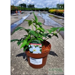 Anemone hupehensis PRETTY LADY MARIA 'Aneplaria'