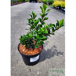 Ilex meserveae x 'Heckenstar' PBR