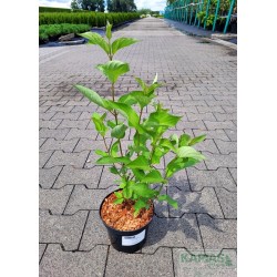 Cornus alba