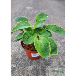 Hosta 'Tokudama Flavocircinalis'