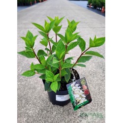 Hydrangea paniculata 'Wim's Red'