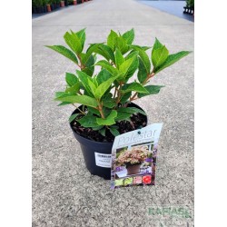 Hydrangea paniculata POLESTAR 'Breg14' PBR