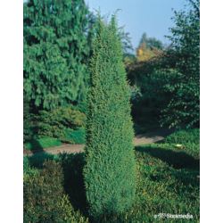 Juniperus communis 'Hibernica'