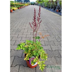 Astilbe COLOR FLASH LIME 'Beauty of Lisse'