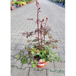 Astilbe COLOR FLASH 'Beauty of Ernst'