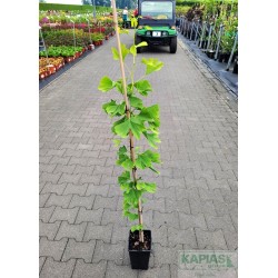 Ginkgo biloba
