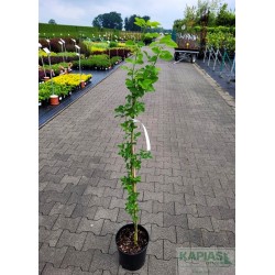 Laburnum anagyroides YELLOW ROCKET 'LAYR'