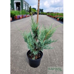Juniperus scopulorum 'Moonglow'