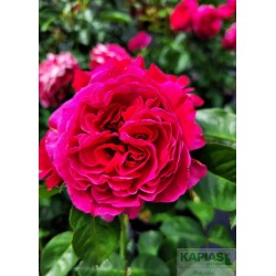 Rosa 'Marietta'®