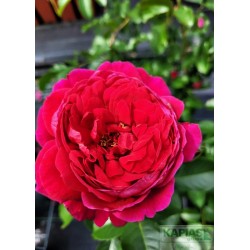 Rosa SOUL 'Tan09505' PBR