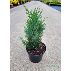 Chamaecyparis lawsoniana 'Columnaris'