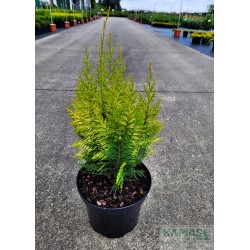 Chamaecyparis lawsoniana 'Ivonne'