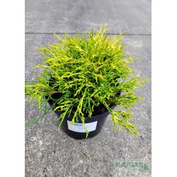 Chamaecyparis pisifera 'Sungold'