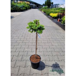 Picea omorika 'Alexandra'
