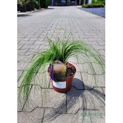 Stipa tenuissima 'Pony Tails'
