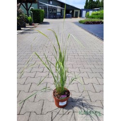 Calamagrostis acutiflora x 'Overdam'