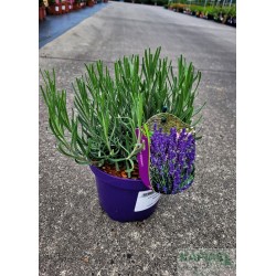 Lavandula angustifolia 'Hidcote'