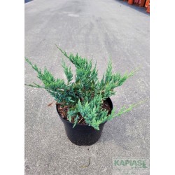 Juniperus horizontalis 'Blue Chip'